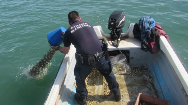 OLHÃO:Embarcações de pesca ilegal de bivalves apreendidas na ... - Algarve Primeiro
