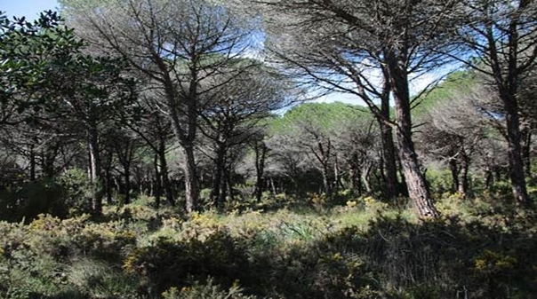 ICNF aprova Plano Intermunicipal de Defesa da Floresta Contra ... - Algarve Primeiro