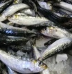 Pescadores voltam a capturar sardinhas a partir de hoje