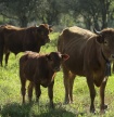 Produtores recuperam ra&ccedil;a bovina algarvia dada como extinta e querem comercializ&aacute;-la