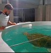 Novo Porto d'Abrigo do Zoomarine recebeu tartaruga de 120 kg 