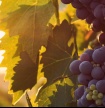 Museu de Loul&eacute; proporciona &ldquo;viagem hist&oacute;rica&rdquo; com prova de vinhos