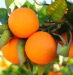 Roubo de laranja algarvia nos campos deixa citricultores preocupados