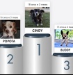 J&aacute; &eacute; conhecido o &ldquo;C&atilde;o mais idoso do concelho de Loul&eacute;&rdquo;