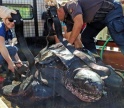 Zoomarine pede a pescadores que apanhem medusas para tartaruga em recuperação