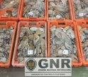 GNR faz nova apreensão de pescado e bivalves em Olhão