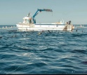 Captura de 100 atuns-rabilho a sul de Tavira marca início de campanha no Algarve 