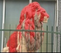 Leão do Sporting de Faro vandalizado esta madrugada