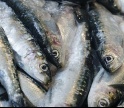 Pesca da sardinha com cerco proibida entre 21 e 23 de junho no Algarve