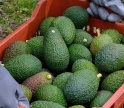 Cooperativa de agricultores espanhóis e portugueses inaugurou instalações em Tavira