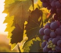 Este sábado, há “Histórias e Sabores” com prova de vinhos em Alte