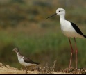 Algarve: Primeira reserva natural do país era há 50 anos usada como lixeira