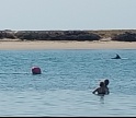 Grupo de golfinhos avistado na Ria Formosa