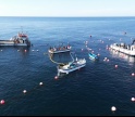 Real Atunara denuncia pesca clandestina de atum ao largo de Tavira 