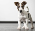 AlgarveShopping recebe nova campanha de adoção de animais