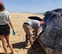 Cachalote de 14 toneladas arrojou na Ilha da Armona 