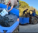 IPMA libertou 3 mil corvinas na Ria Formosa