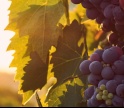 Museu de Loul&eacute; proporciona &ldquo;viagem hist&oacute;rica&rdquo; com prova de vinhos