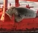 Foca dos mares do norte avistada na Ria Formosa
