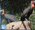 Zoo de Lagos regista primeiro nascimento de um calau-terrestre em Portugal