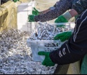 Produtores do Algarve prop&otilde;em paragem da pesca com ganchorra por um m&ecirc;s e meio