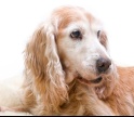 Loul&eacute; abre concurso para o c&atilde;o mais idoso do concelho
