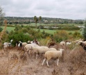 Ovelhas e cabras fazem manuten&ccedil;&atilde;o natural de empreendimento tur&iacute;stico em Silves 