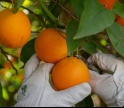 Frusoal investe 515 mil euros em laborat&oacute;rio para estudar praga que amea&ccedil;a citrinos no Algarve