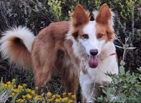Criadores de cão do barrocal algarvio querem reconhecimento internacional da raça