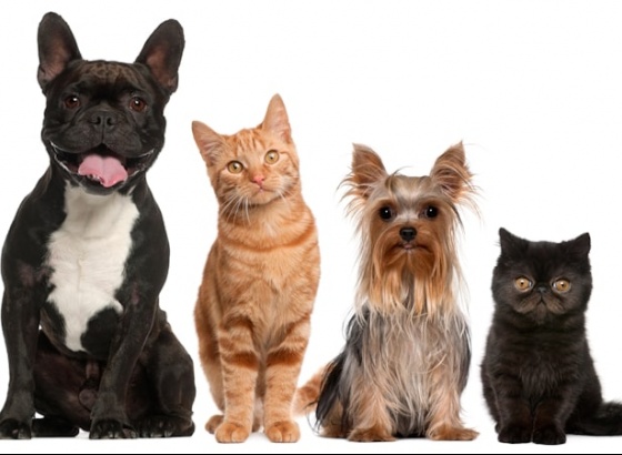 4 de outubro é dia de sensibilização animal em Quarteira