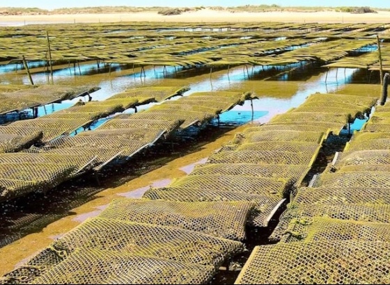 CCDR promove projetos do agroalimentar e da economia do mar apoiados por fundos europeus