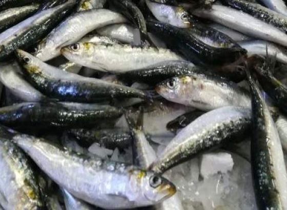 Pescadores voltam a capturar sardinhas a partir de hoje