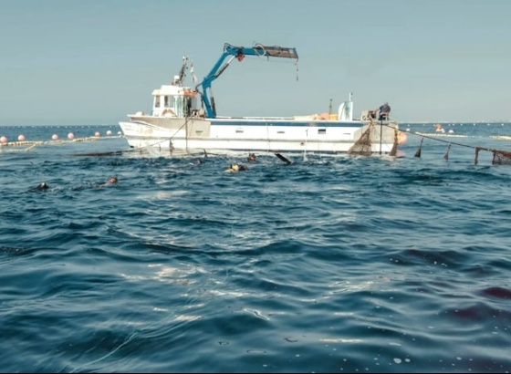 Captura de 100 atuns-rabilho a sul de Tavira marca início de campanha no Algarve 