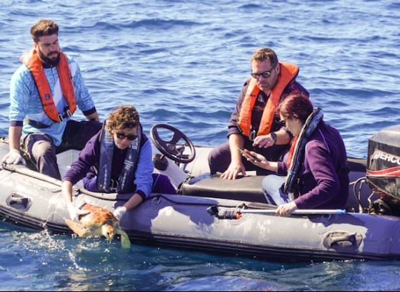 Vénus, reabilitada no Porto d’Abrigo do Zoomarine regressou hoje ao mar