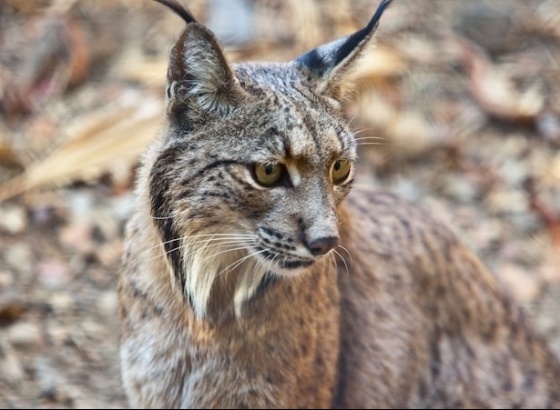 População de lince ibérico aumentou 19% num ano e supera os 2.400 animais
