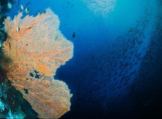 2ª Conferência do Mar está de regresso a Armação de Pêra