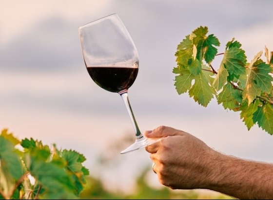 Candidatura algarvia a Cidade Europeia do Vinho 2026 fica em segundo lugar na votação