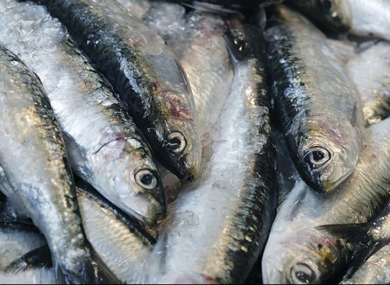 Pesca da sardinha com cerco proibida entre 21 e 23 de junho no Algarve