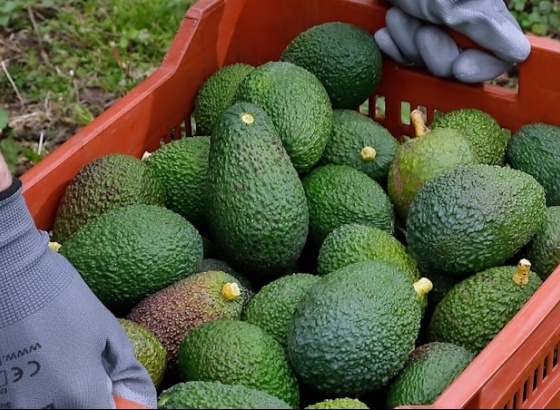 Cooperativa de agricultores espanhóis e portugueses inaugurou instalações em Tavira