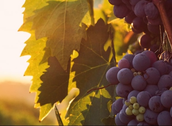 Este sábado, há “Histórias e Sabores” com prova de vinhos em Alte