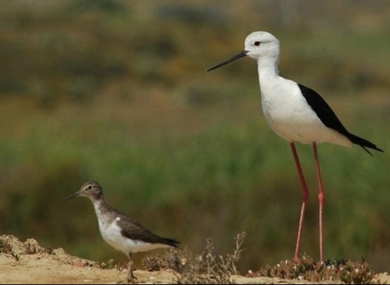 Algarve: Primeira reserva natural do país era há 50 anos usada como lixeira