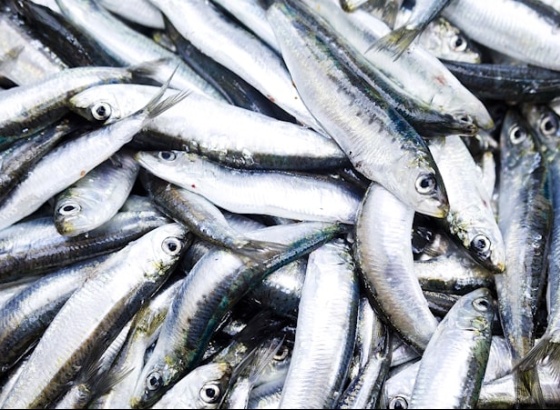 Pesca da sardinha com cerco proibida no Algarve entre sábado e segunda-feira
