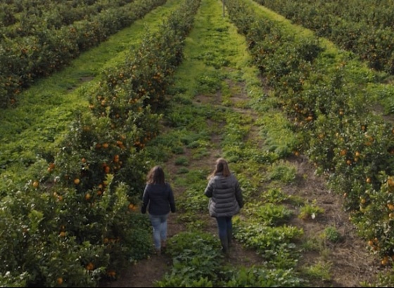 Cooperativa Agrícola de Citricultores do Algarve celebra 60 anos com documentário