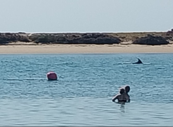 Grupo de golfinhos avistado na Ria Formosa