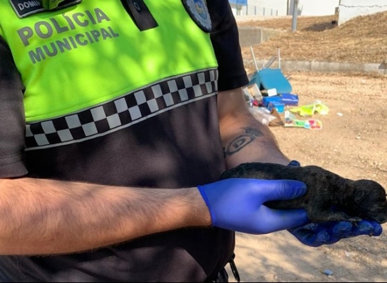 Polícia Municipal de Lagos encontrou 7 cães abandonados no entulho