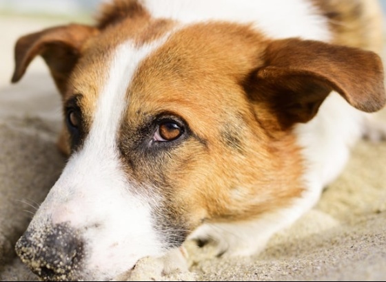 Burlões pedem dinheiro em nome do Centro de Recolha Oficial de Animais de Albufeira