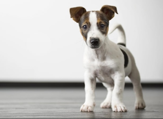AlgarveShopping recebe nova campanha de adoção de animais