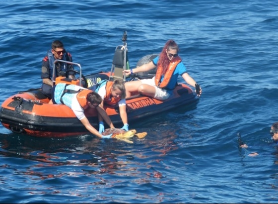 Tartaruga que ingeriu plástico devolvida ao mar