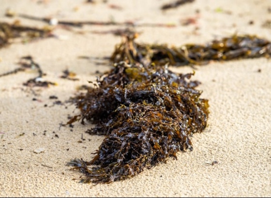 Alga invasora apareceu em Portugal em 2019 e não há forma de a controlar