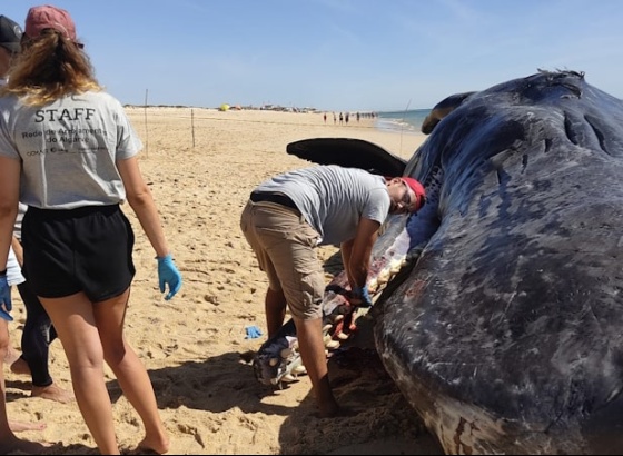Cachalote de 14 toneladas arrojou na Ilha da Armona 